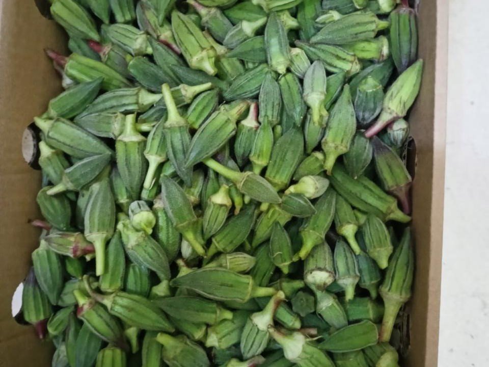Fresh Okra